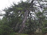 Monte Gallo Galvarina